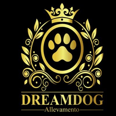 University-dog-e-allevamento-Dream-dog-